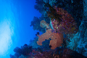 scuba diver and coral