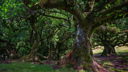 Among old giants - Unter alten Riesen