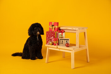 Concept of Merry Christmas, funny Christmas dog