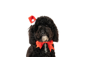 Funny Christmas dog, isolated on white background