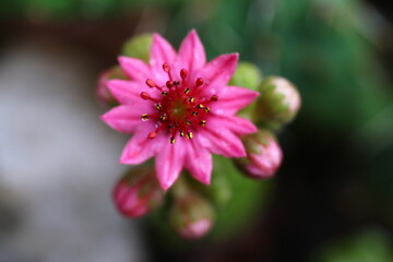 rojnik Claerchen Sempervivum