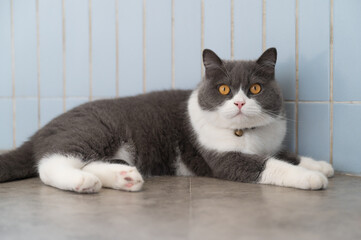 British Shorthair cat lying on the floor