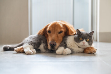 British Shorthair and Golden Retriever get along