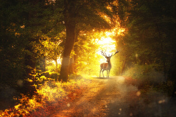 Großer Hirsch steht bei goldigem Licht im Wald. Forstweg und Hirsch bei Sonnenuntergang.