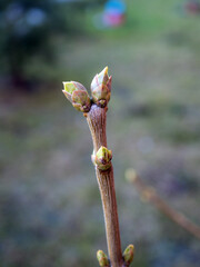 green buds on a branch