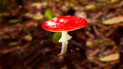 red fly agaric
