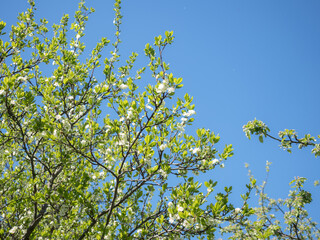 branches of a blossoming apple tree against the sky