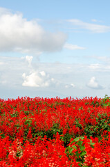 Salvia Splendens flower in the garden in Chiang Mai, Thailand 