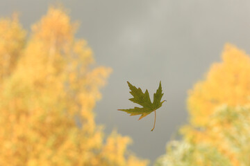 A fallen autumn leaf on the window pane. Selective focus.