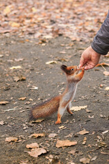 Feeding animals. Feeding the squirrel. A red squirrel eats nuts from his hands. A person feeds an animal. Soft focus