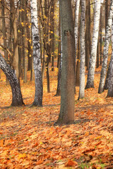 Obraz premium autumn fallen leaves in the city park. Selective focus.