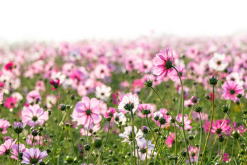 Obraz premium cosmos flowers full blooming in the field.