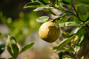 orange fruit farm environment close up with blur background