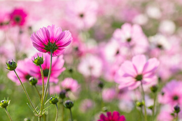 Fototapeta premium cosmos flowers full blooming in the field.