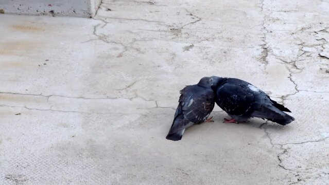 Couple of pigeons kissing passionately each other and mating