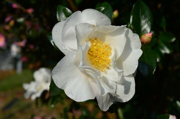 秋のサザンカ（山茶花）