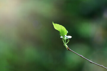  raining fog green Roses are beautiful flowers that come in many colors.
