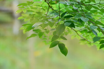  raining fog green Roses are beautiful flowers that come in many colors.