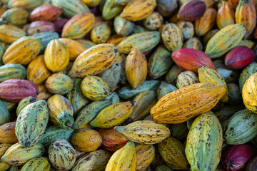 Fresh cocoa pod harvest in chocolate factory