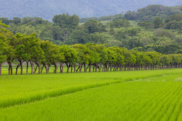 Fototapeta na wymiar Rice field in Taitung of Taiwan