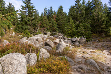 Big stones in the forest. Big boulders