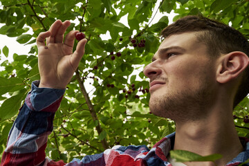 a young gardener examines a cherry plucked from a branch in the garden