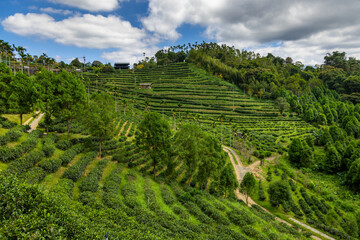 Fototapeta na wymiar Fresh green tea terrace farm mountain in Nantou of Taiwan