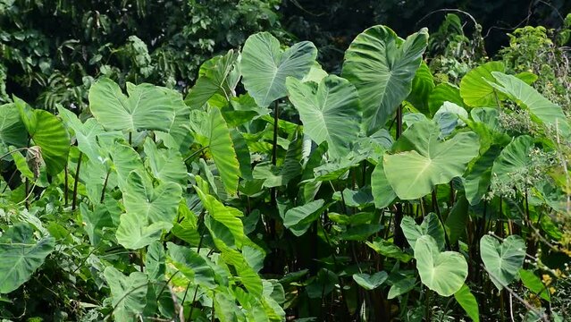Taro leaves (Colocasia esculenta, talas) with natural background