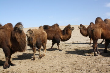 Bactrian camels in the tranquility of the calm Gobi Desert, Umnugovi region in Mongolia. These two-hump camels may survive without any water for two weeks in the dry deserts. 