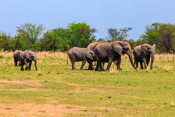 Fototapeta na wymiar Herd of african elephants in savanna in Serengeti National park in Tanzania