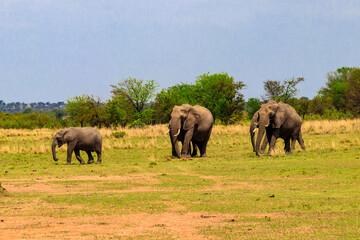 Fototapeta premium Herd of african elephants in savanna in Serengeti National park in Tanzania