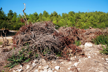 Pile of brushwood or branches in an agricultural field.