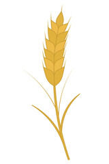 Ear of wheat. Golden rye. Cereal crop necessary for the manufacture of flour. Color vector illustration. Isolated background. Flat style. Summer harvest. Seasonal product. Idea for web design.