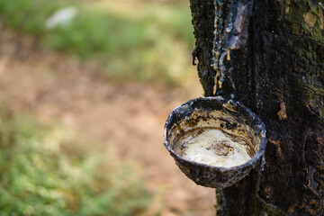 The Bowl of white latex liquid extracted from rubber plantation