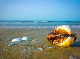 a snail. 
portsaid, Egypt