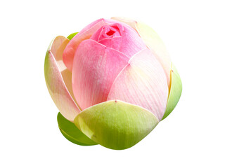 Isolated lotus flower on a white background. peace religion flower