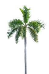 solated tree on a white background. palm tree, coconut tree.
