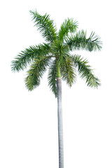 solated tree on a white background. palm tree, coconut tree.