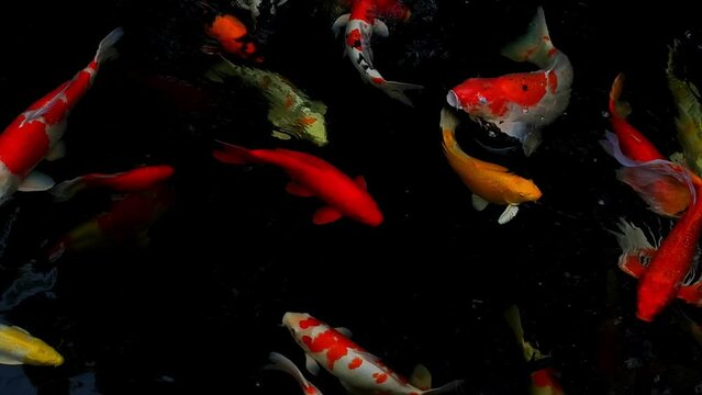 Koi fish or carp fish swimming in pond. It golden red orange and yellow of body koi fish. The surface ripples while the carp fish swim in the pond. It more colorful varieties in outdoor pond or garden
