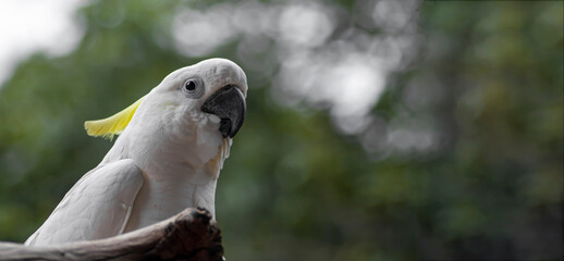 Close-up of macaws perched on dry branches