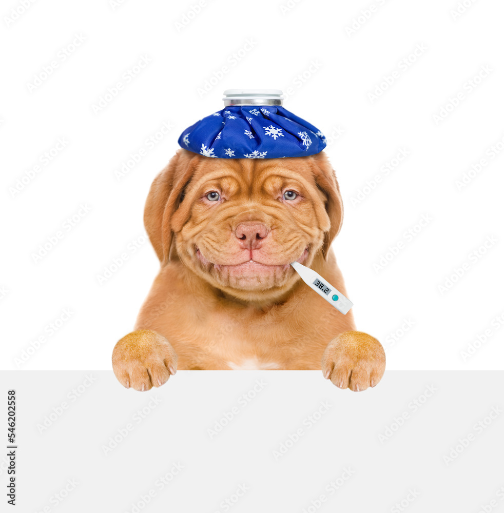 Poster smiling sick puppy with ice bag or ice pack on his head holds thermometer in it mouth above empty wh