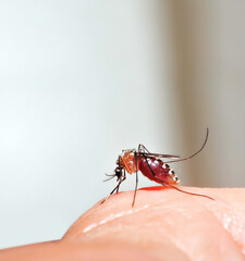 Close up of mosquito sucking blood on human skin, Mosquito is carrier of Malaria/ Encephalitis/...