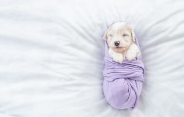 Two tiny Bichon Frise puppy wrapped like a baby sleep on a bed at home. Top down view. Empty space for text