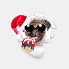 Happy Pug puppy wearing sunglasses and red santa hat looking through a hole in white paper and holding gift box