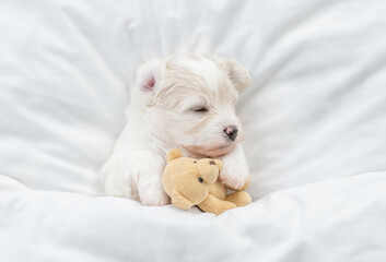 Tiny Bichon Frise puppy sleeps under  white blanket on a bed at home and hugs favorite toy bear....