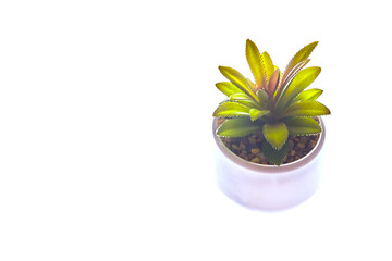 A green succulent plant in a modern round pot, highlighted on a white isolated background.A fashionable houseplant with sandstones with copy space. High quality photo