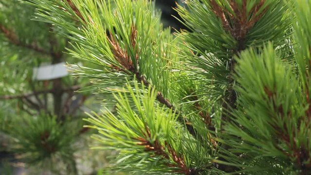 Garden center. Outdoor summer playground. A young pine sapling planted in a pot with earth.