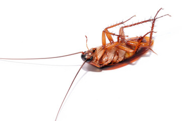 cockroach dead on white background, top view