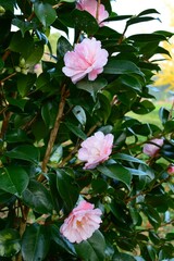 秋咲きの山茶花（さざんか）ピンク色