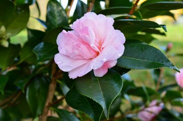 秋咲きの山茶花（さざんか）ピンク色